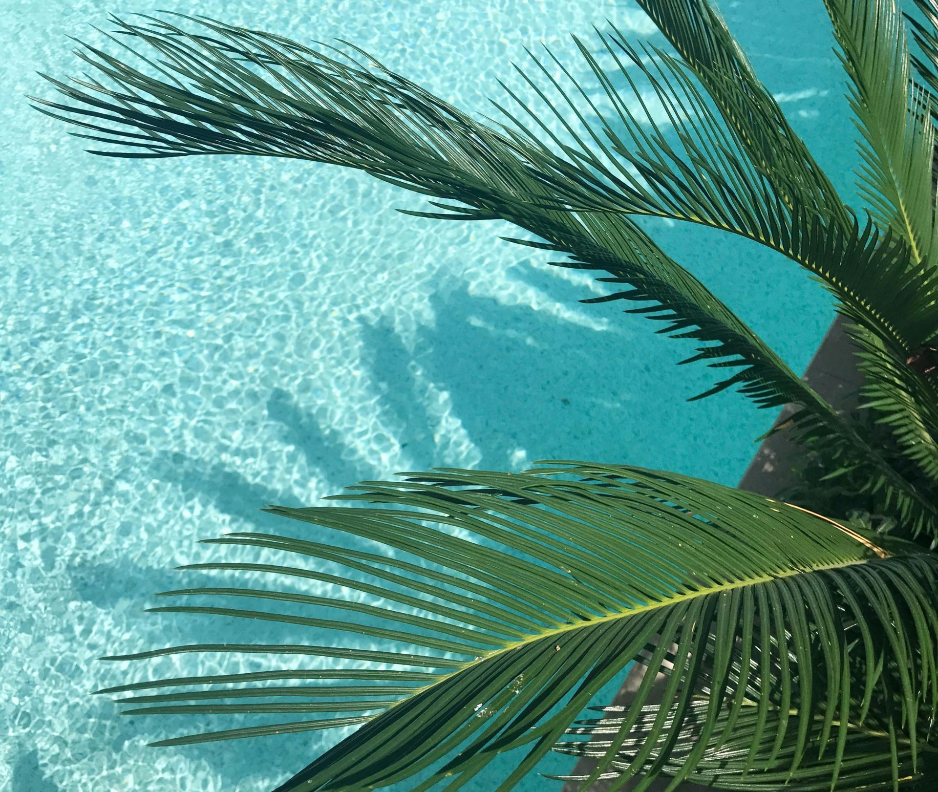 Idyllic view of palm leaves casting shadows on a turquoise pool, capturing a tropical vibe.