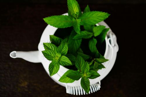 A vibrant display of fresh peppermint leaves emerging from a white teapot in a close-up shot.