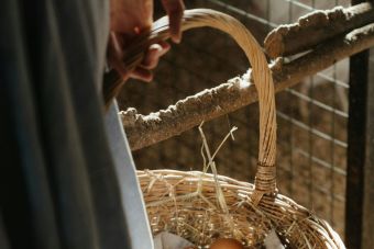 A rustic wicker basket filled with fresh eggs inside a barn setting, emphasizing farm life.