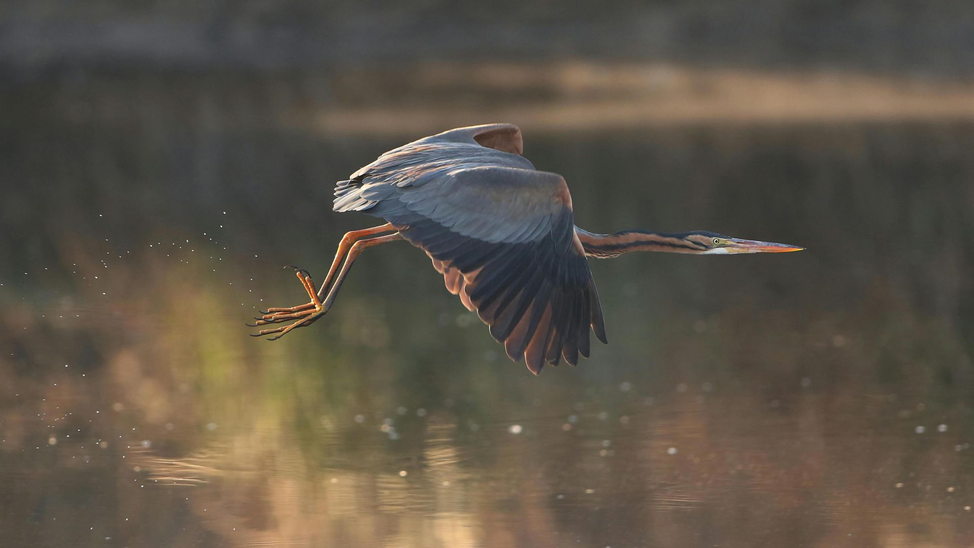 Purple Heron, Ardea purpurea, at Waterfall Estate, Gauteng, South Africa
