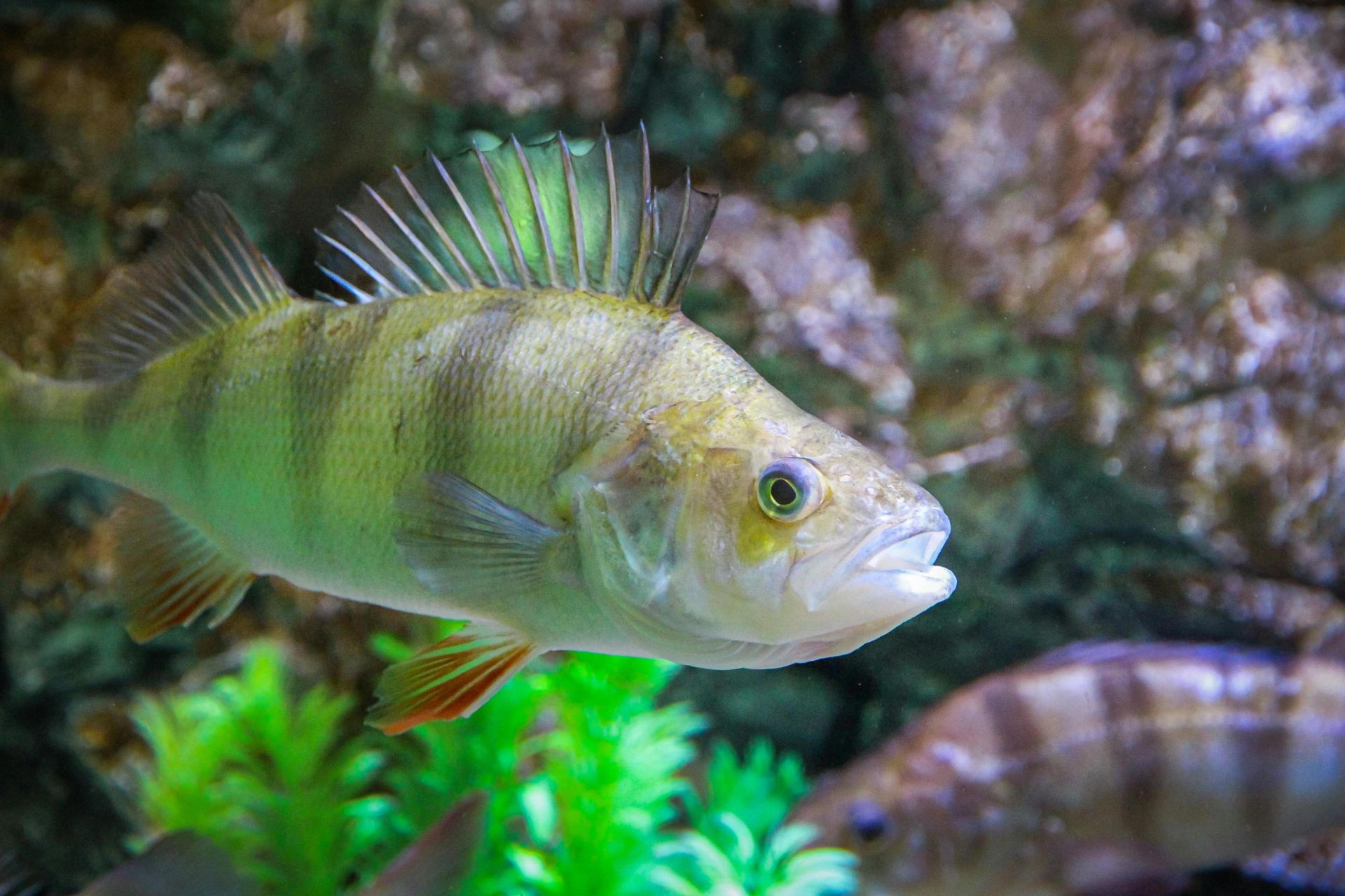 Close-up of a yellow perch swimming in an aquarium surrounded by plants.