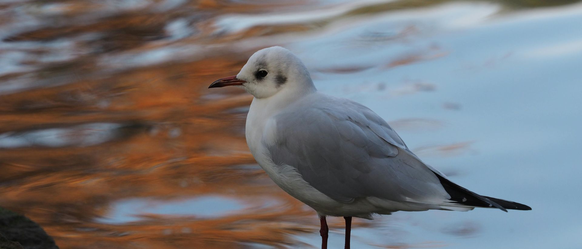 White seagull standing by water's edge in Rome, Italy during sunset.