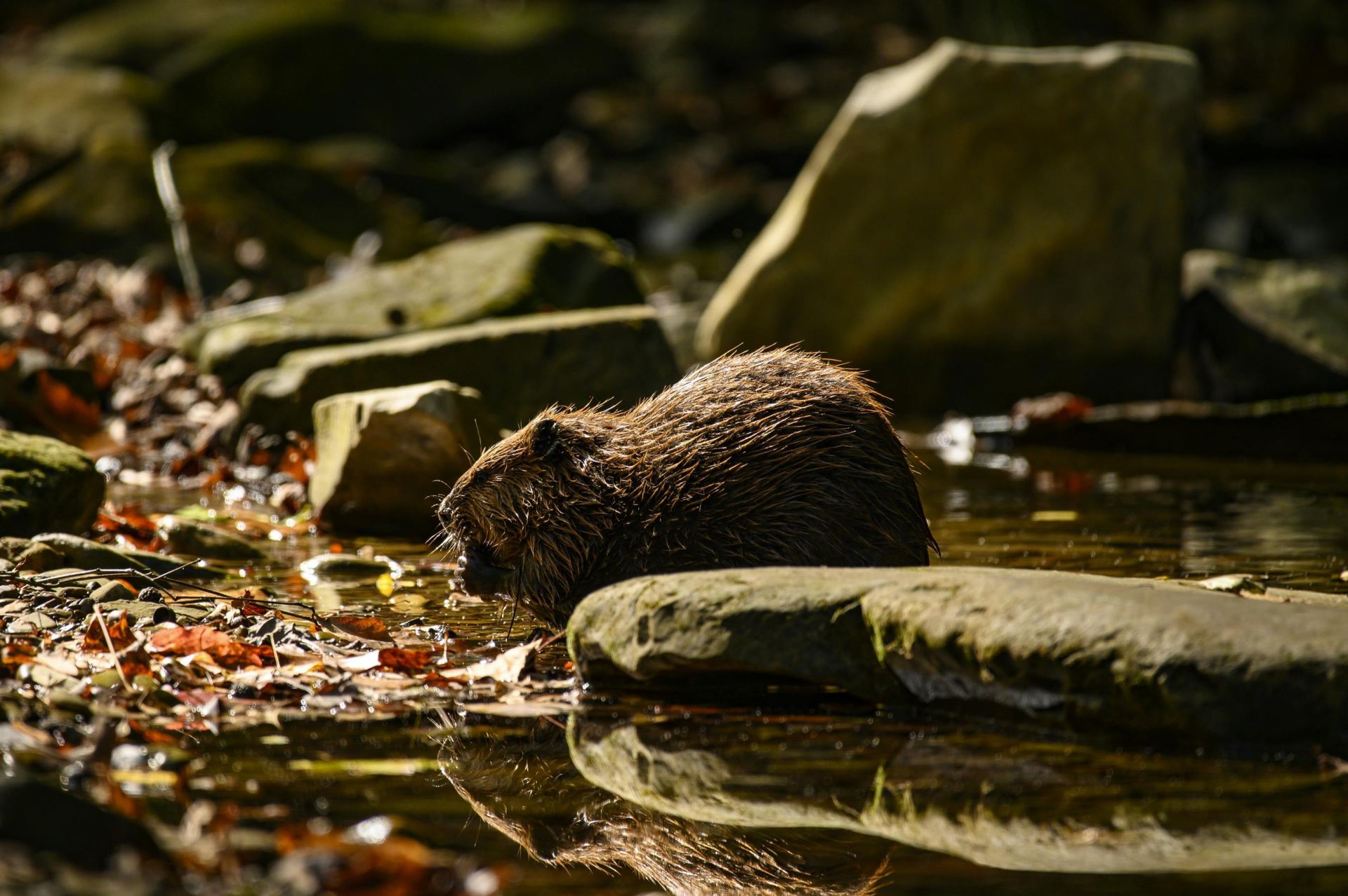 Free stock photo of 4k nature background, adorable animal, american beaver