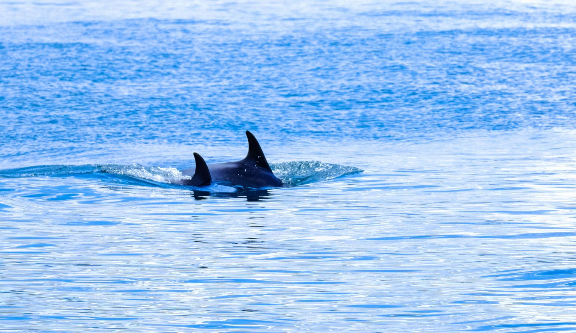 Orca fins breaking the ocean surface on a calm, sunny day, capturing marine wildlife beauty.