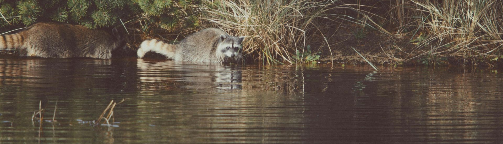 Raccoons by a peaceful forest waterbody, reflecting nature's tranquility.