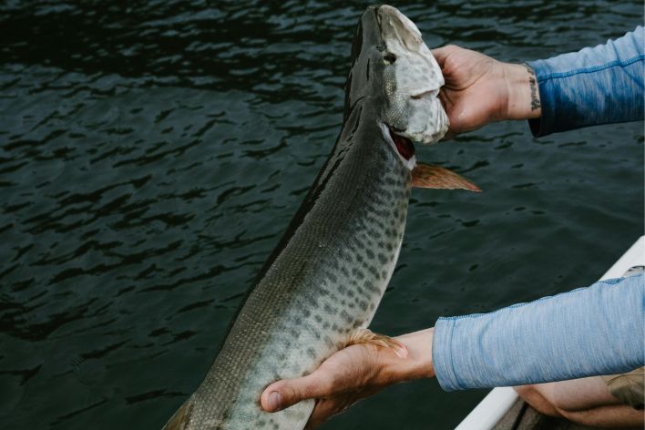 An angler holds a large fish on a boat in Clayton Lake, MI.