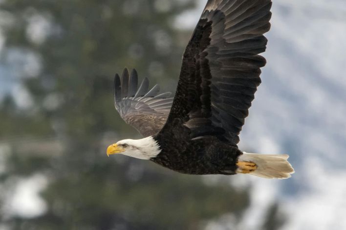 A stunning bald eagle in flight over Dryden, WA with a blurred snowy backdrop.
