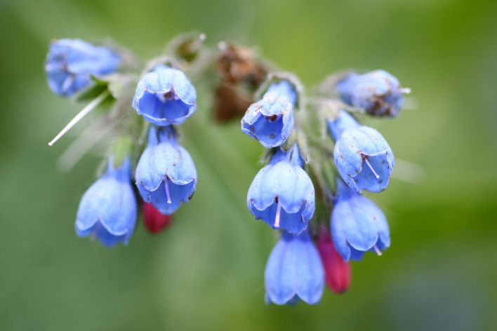 Detailed image of vibrant blue comfrey flowers with a blurred green background.