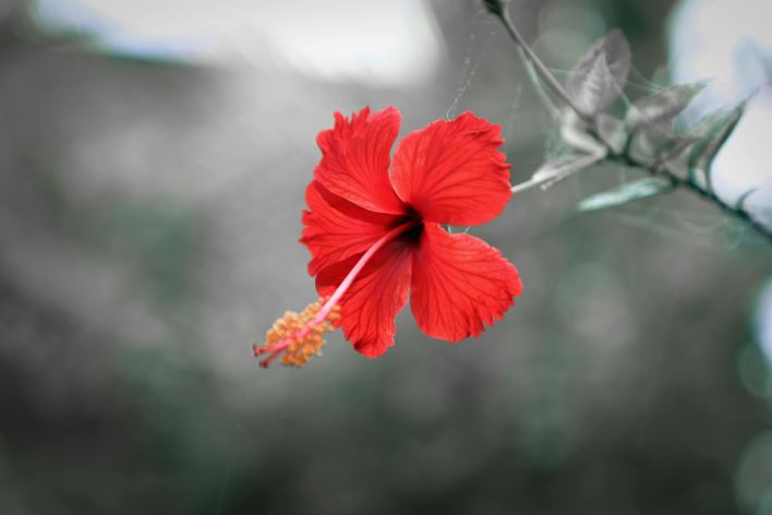 Close-up of a vibrant red hibiscus blooming outdoors, showcasing its natural beauty with soft background blur.