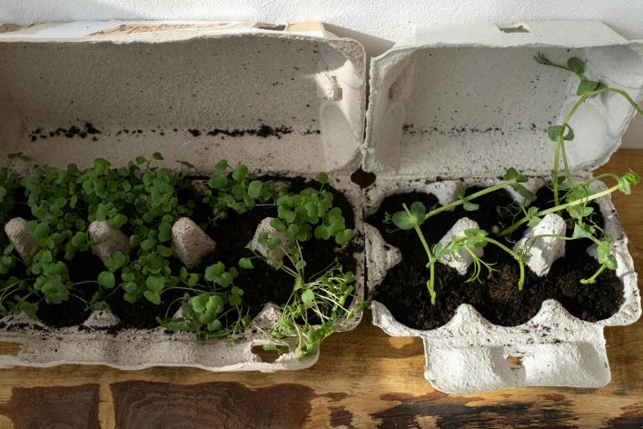 Organic herbs growing in recycled egg cartons on a wooden surface, embracing zero waste gardening.