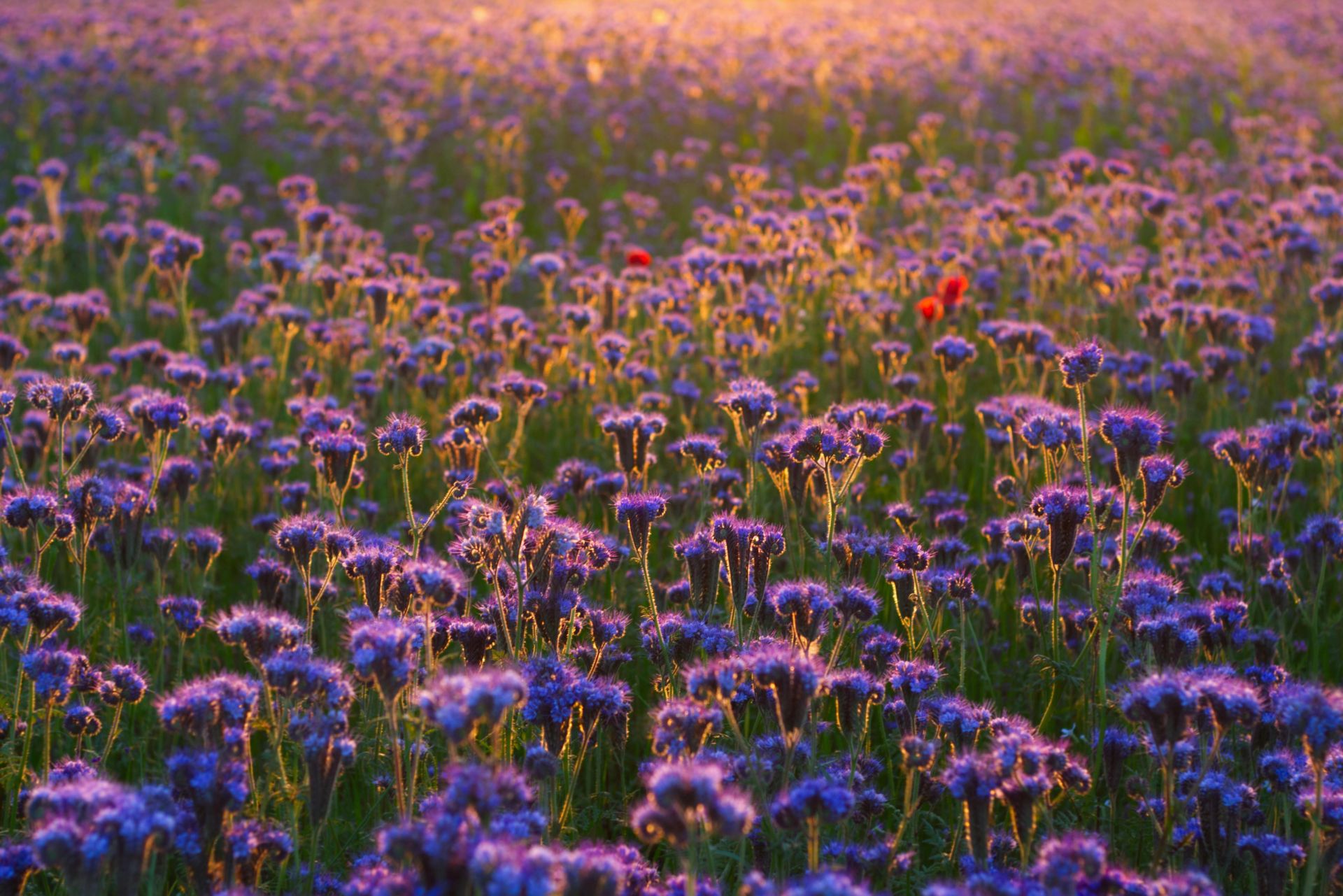 Vibrant field of purple wildflowers bathed in sunset light, showcasing natural beauty in a rural setting.